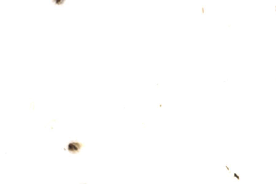 Image 71